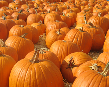 Kids Hernando and Citrus County: Pumpkin Patches - Fun 4 Nature Coast Kids