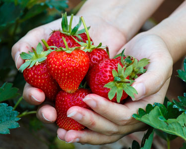 Kids Citrus County: Strawberry U-Pick Farms - Fun 4 Nature Coast Kids