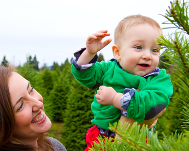 Kids Hernando and Citrus County: Christmas Tree Farms - Fun 4 Nature Coast Kids