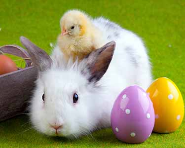 Kids Hernando and Citrus County: Easter Bunny Events - Fun 4 Nature Coast Kids