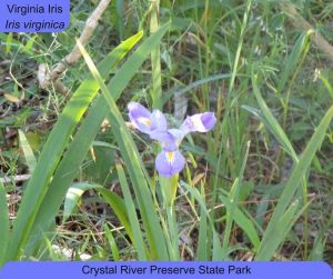crystal iris.jpg