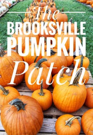 brooksville pumpkin patch.jpg