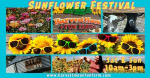 sunflower fest.jpg