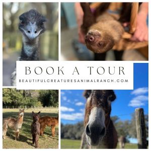 Beautiful Creatures Animal Ranch Tours