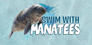 Snorkel With Manatees Tours