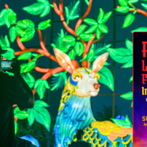 11/13 - 01/17 Central Florida Zoo and Botanical Gardens Asian Lantern Festival