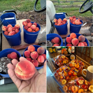McCoys Upick Fruit Tree Farm and Nursery