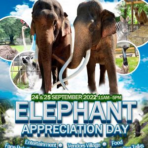 All About Elephants Annual Fundraiser Fun