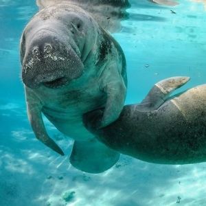 Snorkeling With Manatees