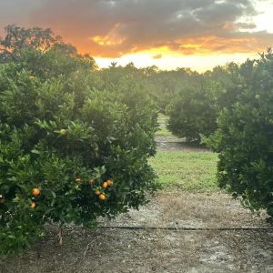 Florida Sweeties You-Pick Farms