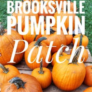 10/04-10/27 Masaryk Winery Brooksville Pumpkin Patch