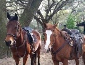 Silver Oaks Riding School Thanksgiving Horse Camp