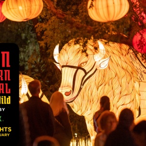 11/15 - 01/19 Central Florida Zoo and Botanical Gardens Asian Lantern Festival