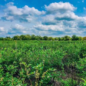 Bob's Blueberry Farmers Market and U-Pick