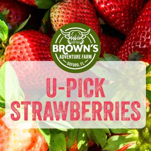 Browns Adventure Farm and Country Store