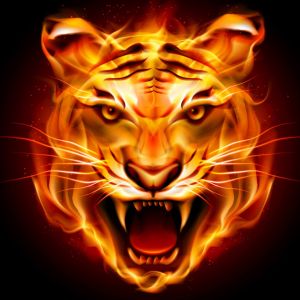 Dunnellon Tigers  Athletics Youth Football and Cheer Teams