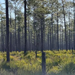 04/22 Homosassa Springs Wildlife State Park Earth and Arbor Day Celebration